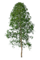 eucalyptus tree isolated on white background © Ammak
