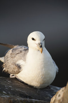Fulmar (fulmarus glacialis) sitting on rock looking at camera, Fair Isle, Shetland, United Kingdom