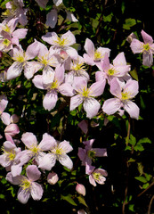 クレマチス・モンタナ