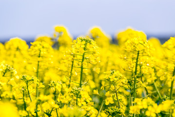 Obraz premium Young colza flowers