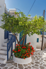 white houses with flowers in town of Parakia, Paros island, Cyclades, Greece