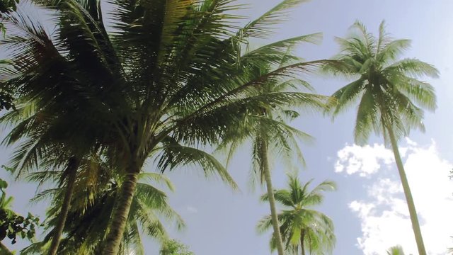 Palm trees on blue sky with tropical sounds. Thailand.