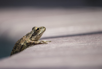 Close-up of spotted leopard frog perched on edge
