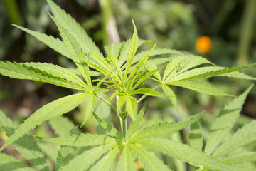 Young cannabis plant marijuana plant detail