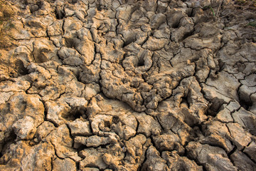 Mud dried buffalo footprints.