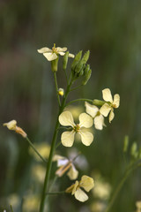 field mustard