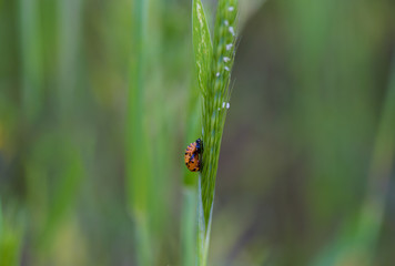 Ladybug