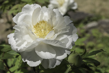 White Paeonia Suffruticosa