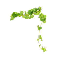 Plakat Vine Branch, Vine leaves on white background