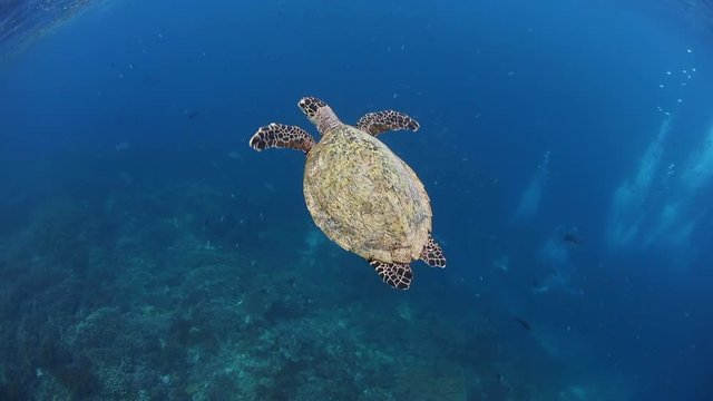 Hawksbill Sea Turtle Breathing