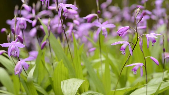 紫蘭の花