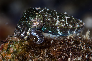 Crinoid Cuttlefish on Reef in Indonesia