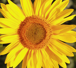 beautiful warm sunflower against the background of grass