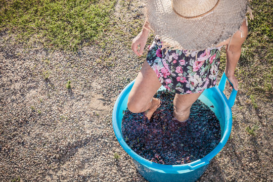 Woman Stomping Grapes In Bucket, Quartucciu, Sardinia, Italy