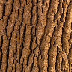 Maple bark