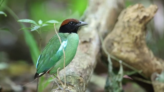 Hooded pitta (Pitta sordida) in Thailand
