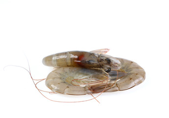 Fresh shrimp isolate on white background.