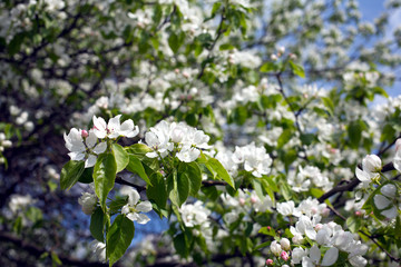 Deep apple tree branches with many white flowers blossom in spring on sunny day closeup