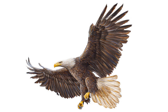 Bald eagle landing hand draw on white background vector illustration.