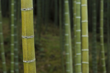 Green bamboo forest in Arashiyama, Kyoto, Japan