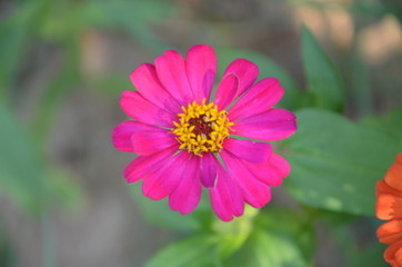 Obraz premium beautiful flowers