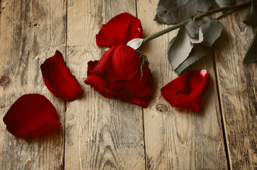 alone withered red rose