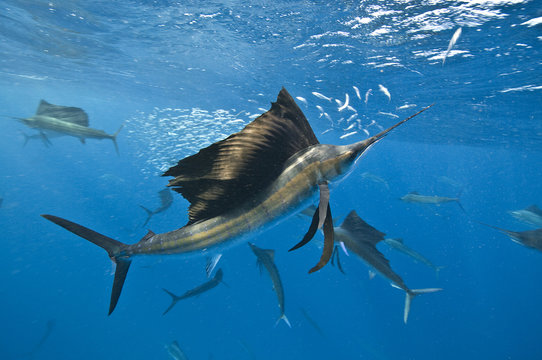Underwater view of group of sailfish corralling sardine shoal at surface, Contoy Island, Quintana Roo, Mexico