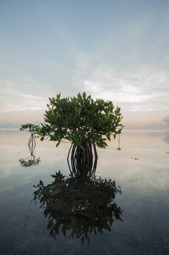 Thick reefs at xcalak national park create lagoon-like conditions where mangrove can settle even in the sandy beaches, Xcalak, Mexico