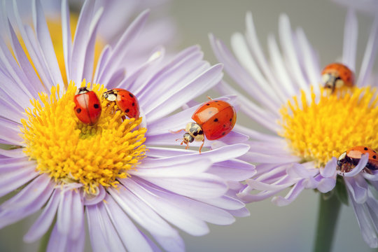 ladybugs on a camomile
