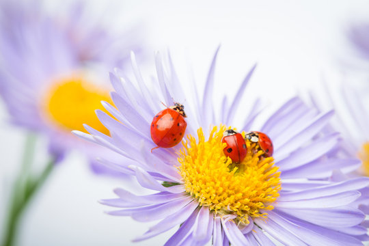 ladybugs on camomile