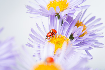 ladybugs on camomile