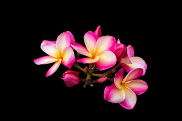  Isolated pink flowers bunch frangipani or plumeria