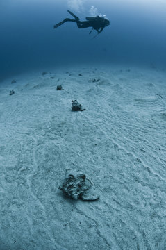 Scuba diver swimming over pink conch shells on seabed, Chinchorro Atoll, Quintana Roo, Mexico