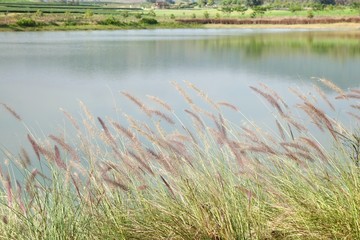 Grass flower and lake, soft focus