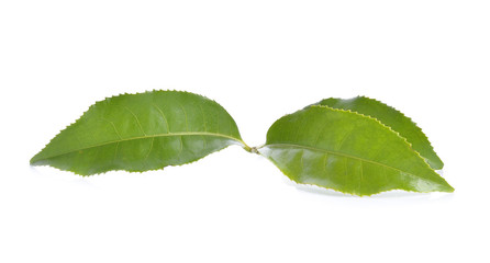 green tea on white background