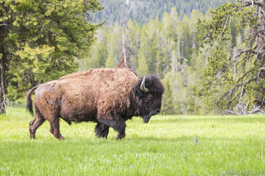 American bison bull, Yellowstone National Park, Wyoming, USA