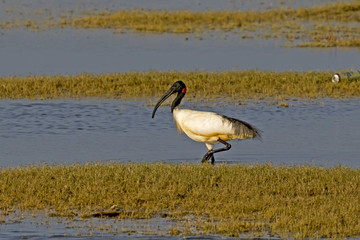 Black-headed Ibis (Threskiornis melanocephalus) Jaffna Peninsula, Sri Lanka