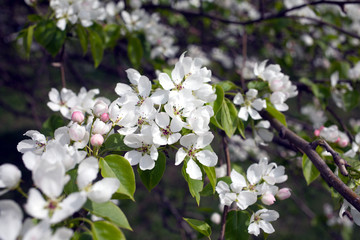 Deep apple tree branches with many white flowers blossom in spring on sunny day closeup