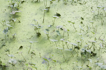 Duckweed covered on the water surface
