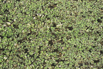 death water lettuec in the pool