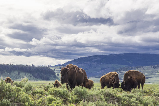 American bison in Lamar Valley, Yellowstone National Park, Wyoming, USA