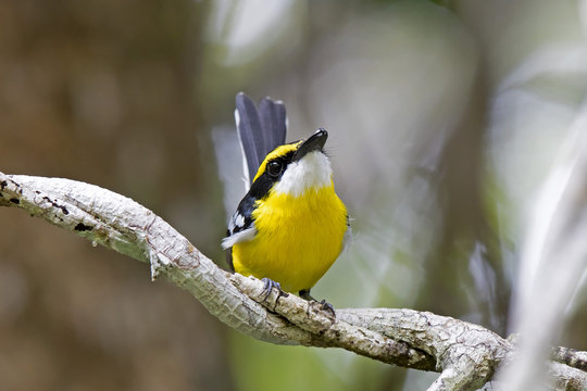 Yellow-breasted Boatbill (Machaerirhynchus flaviventer) Julatten, Queensland, Australia