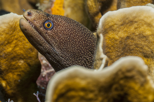 Golden moray eel in coral lair, Cancun, Mexico