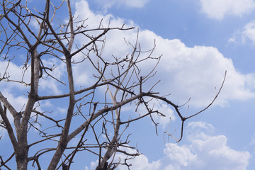 Dead tree with white cloud on blue sky
