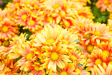Orange Chrysanthemum flowers in garden