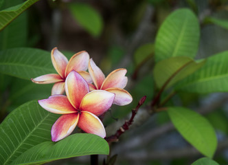 Plumeria spp