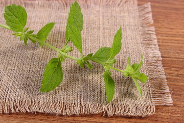 Fresh healthy lemon balm on wooden table, herbalism