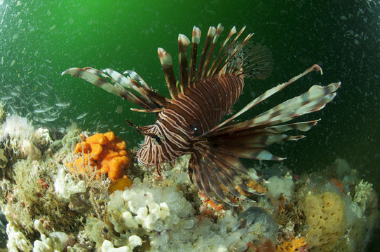 Underwater view of lion fish and coral reef, Isla Holbox, Quintana Roo, Mexico