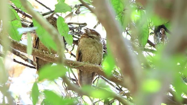 White-fronted scops owl (Otus sagittatus) in Thailand