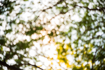 blurred of image abstract yellow flowers
